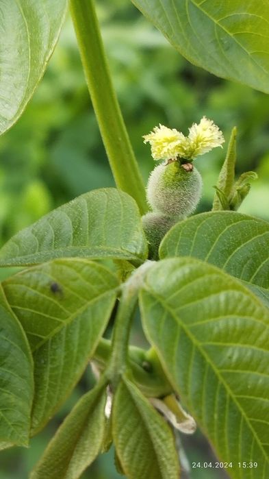 Тоза интинсиб ва полкарлик кучатлар