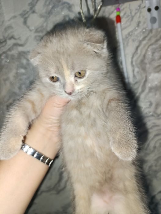 Продаётся котёнок скоттиш страйт.