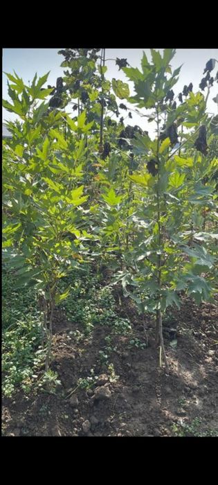 Саженцы все виды