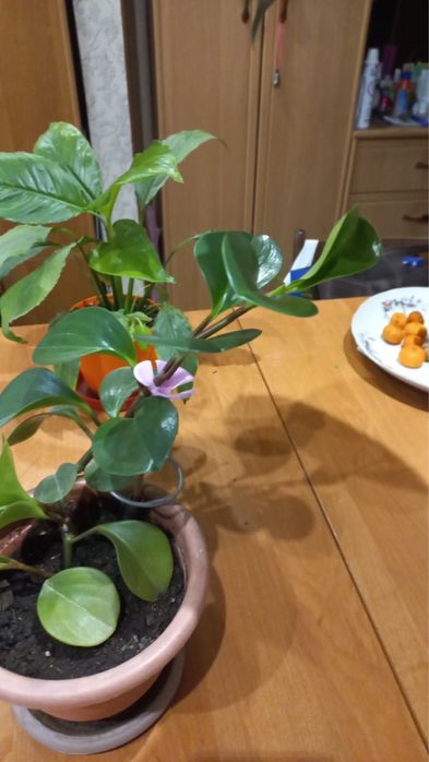 Цветы комнатные