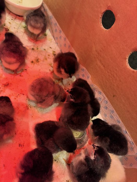 Vand pui rasa Australorp