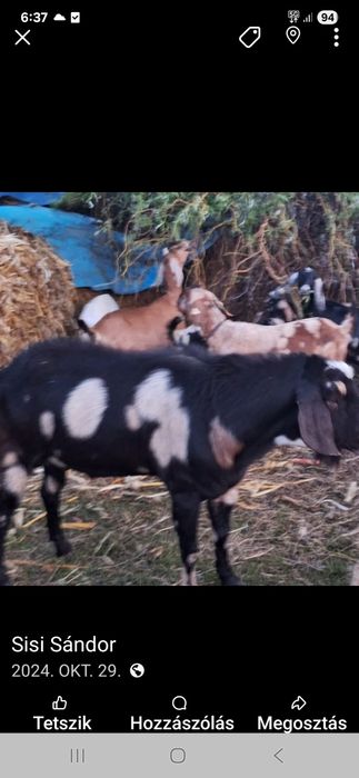 Vind capra nubien mascul