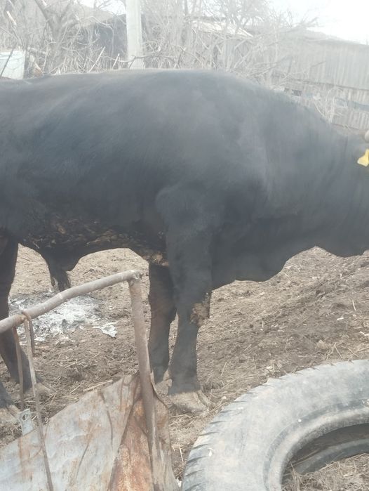 Продам быка 1 год и 5 месяцев