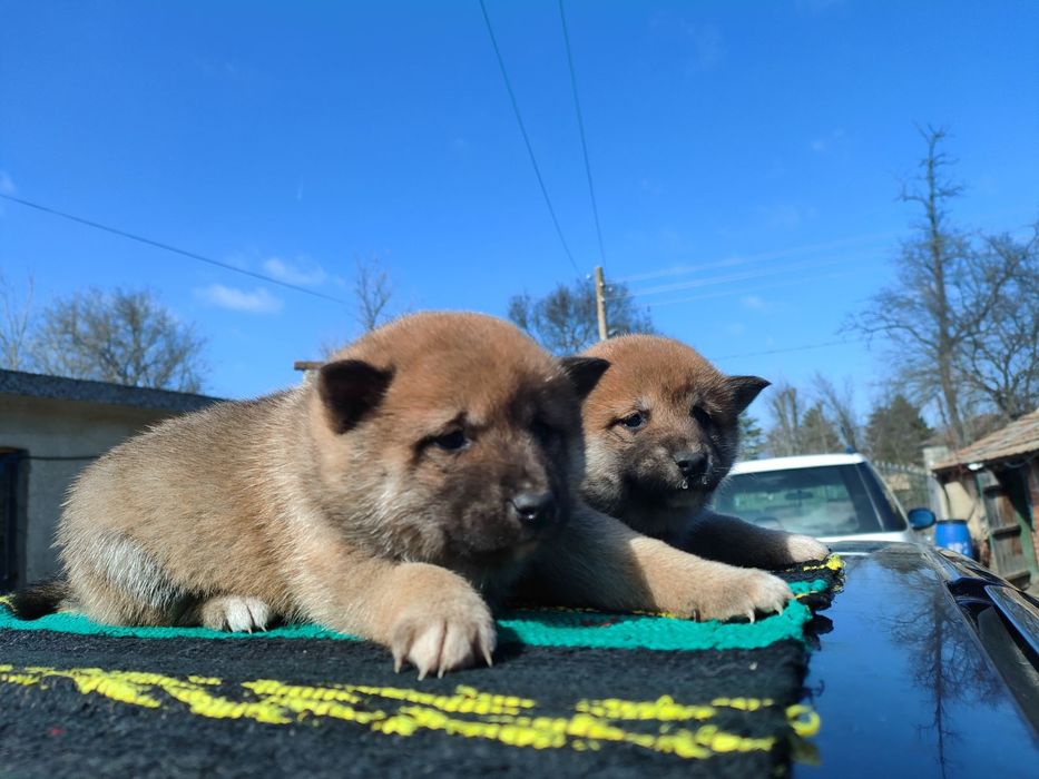 Продавам кученца Шиба Ину