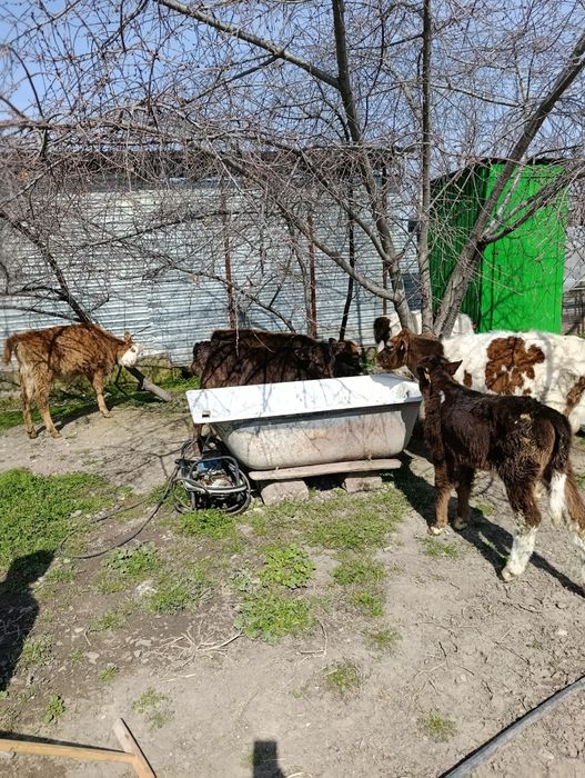 Продаются 3 бычка и 5 тёлок