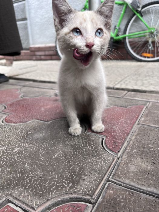 Котенок в добрые руки