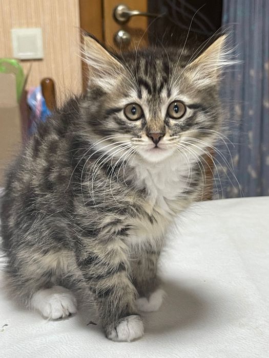 Котята в надежные руки