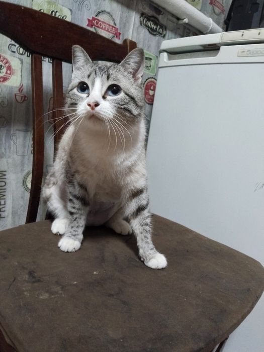 Отдам кошечку стерилизованную