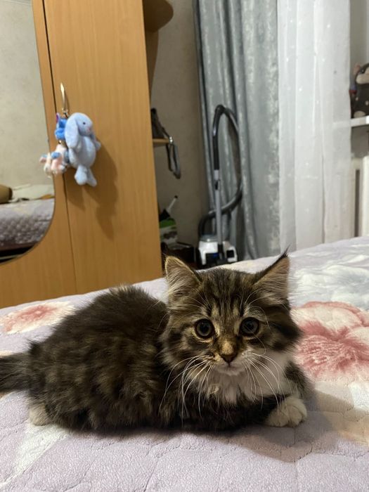 Отдам в добрые руки
