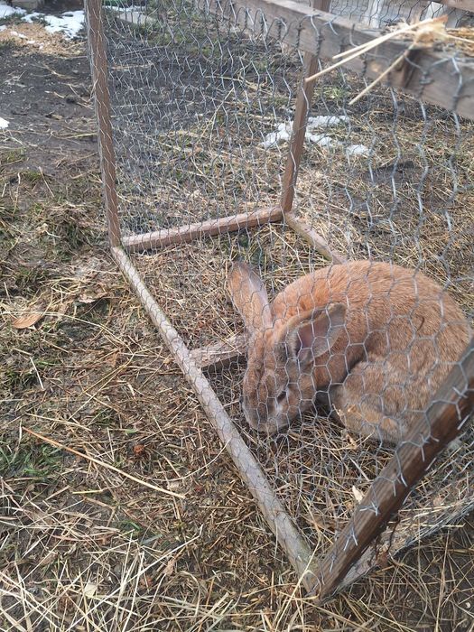 Vand 4 iepuroi 150 lei buc