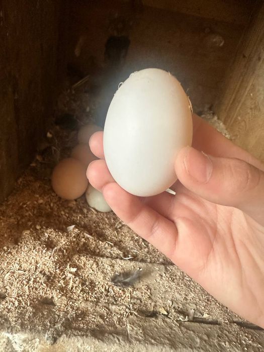 Avstralop tuhumlari donasi 10ming sõm