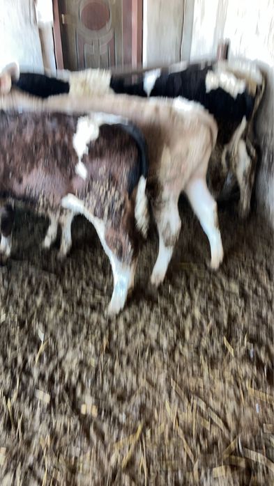 Viței de diferite mărimi