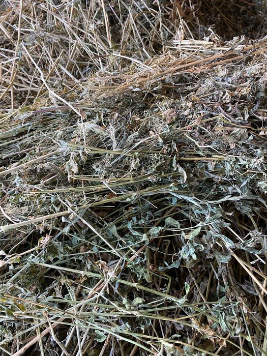 Vând baloți rotunzi de lucernă 330 lei