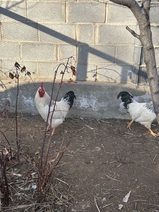 Петух Адлер Серебристый