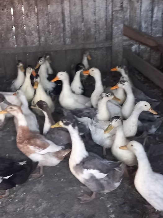Rațe de vânzare 15 bucăți, 70 lei bucata