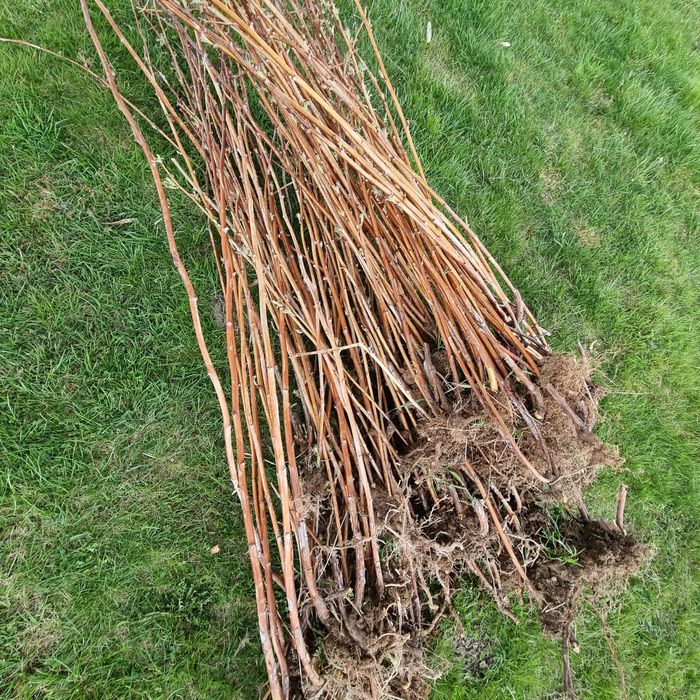 Vând butași de zmeură