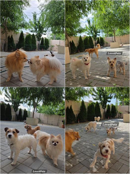 Cazare caini/ Pensiune canina/ Pet Sitter/ Pet Hotel/ Love4Pets