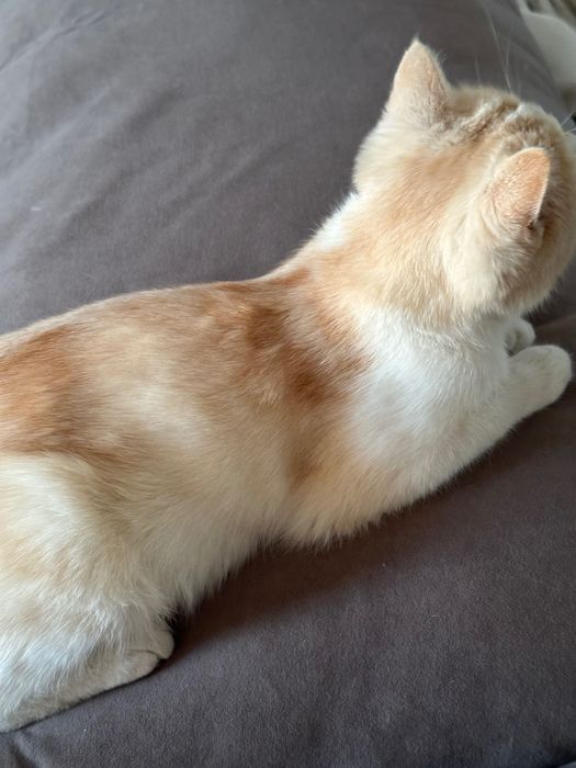 Отдам в добрые руки кошку девочку