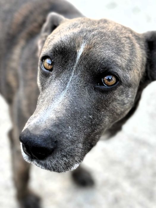 Donez câine metis Amstaff – Oferă-i o șansă, primești iubire pe viață!