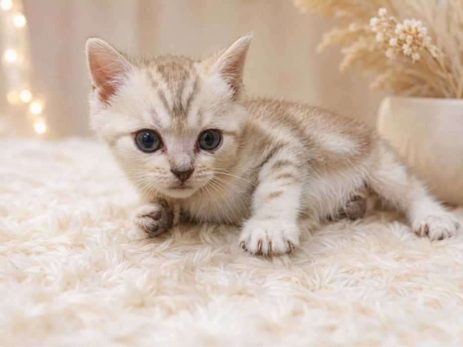 Папа Шотландский вислоухий, мама британская короткошерстная