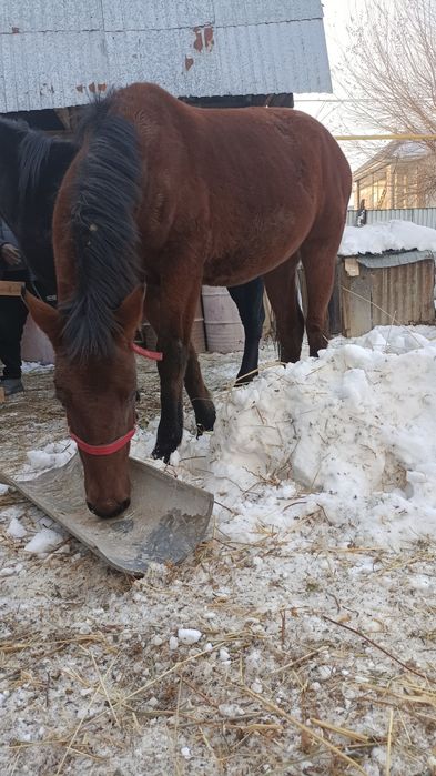 Продам тайчика .