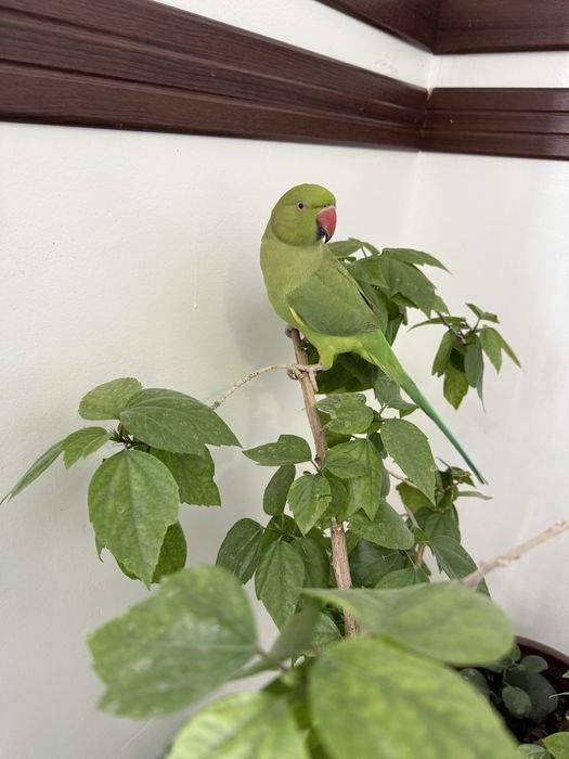 Ожереловый попугац Ручной 100%