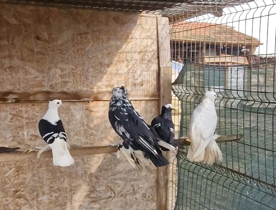 Porumbei de ornament