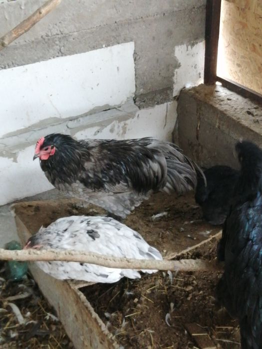 Cocosi Australorp
