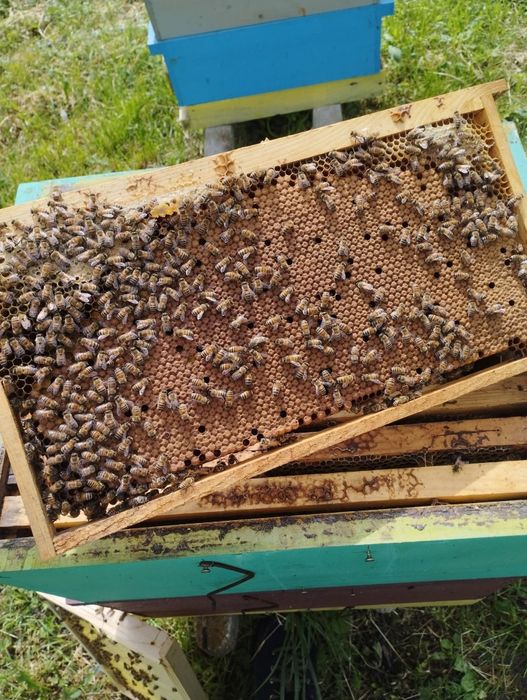 Пчелни отводки 2026
