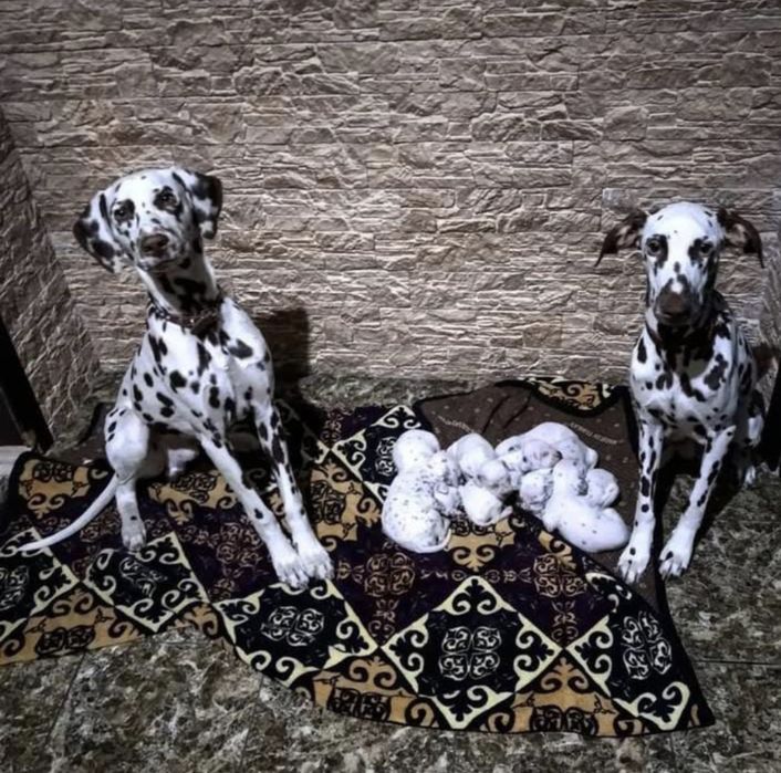 Продаются далматинцы или обмен на скот