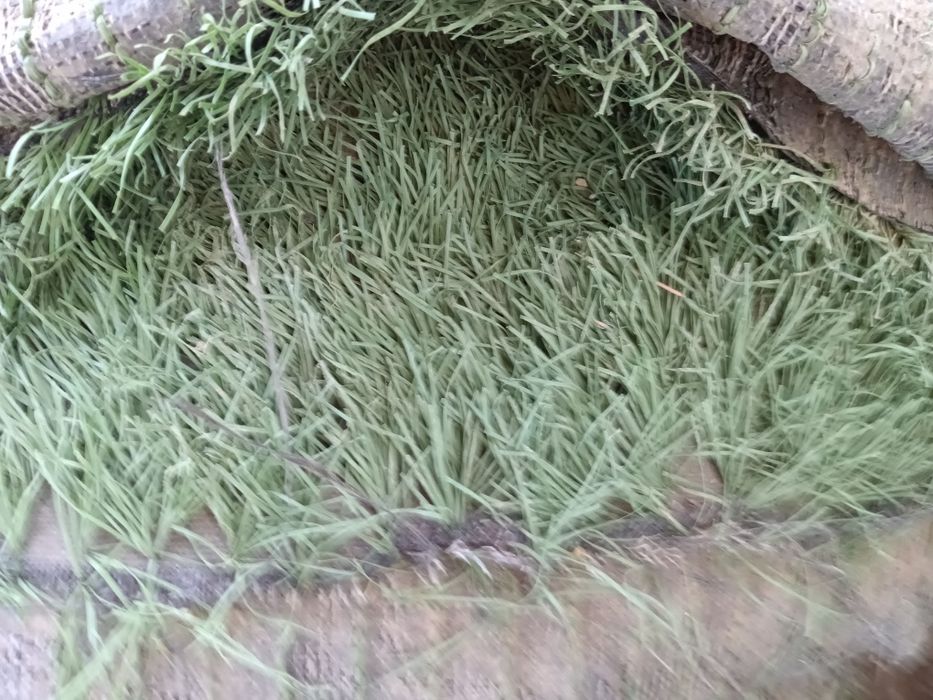 Газон искуствини и родиатор некси