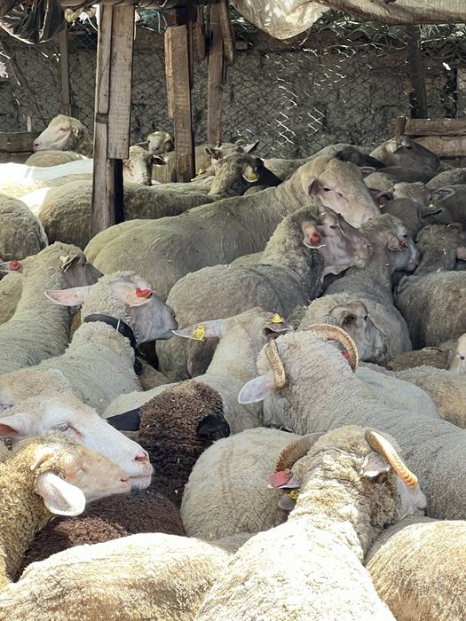 Oi merinos de palas de vanzare