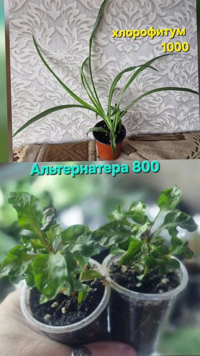 Домашние цветы разные