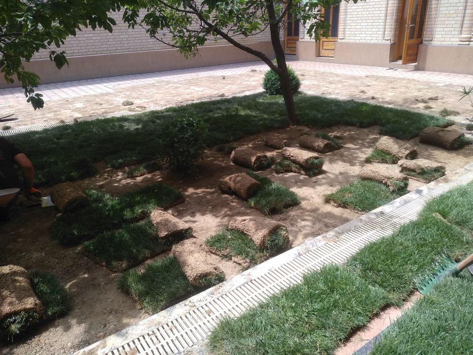 Gazon ekamiz, tayyor rulonli gazonimiz ham bor