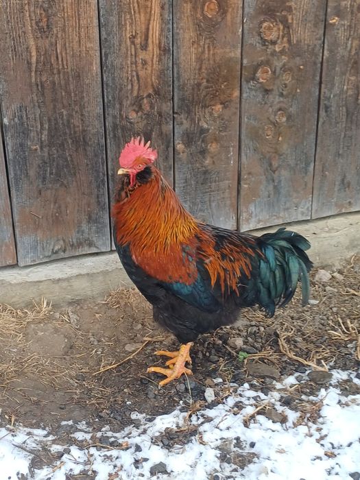 Vând cocosi de 8luni