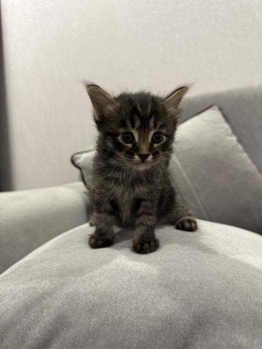 Котята домашние