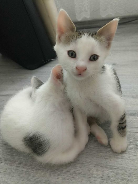 Dau spre adoptie pisoi