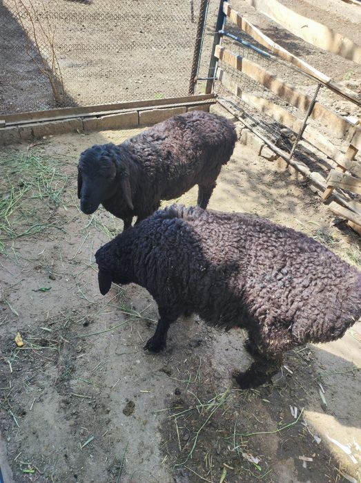 Ширбоз кучкор барра сотилади