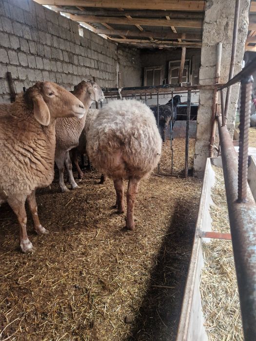 Куйлар  сотилади