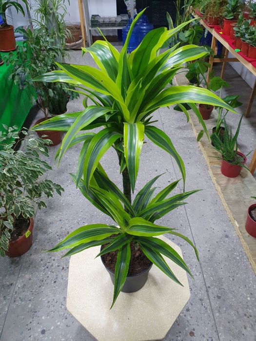 Drasena limon lime драцена лимон лайм