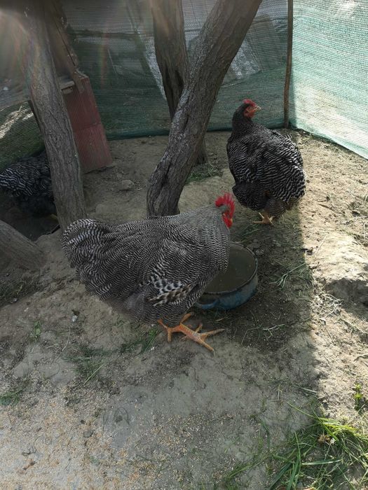 Vând familie playmount.