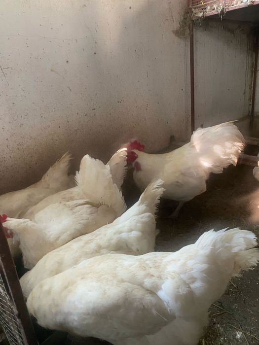 Australorp alb si albastru Araucana argintiu si negru si gat auriu Plymouth rockbarat gaini cocosi familii