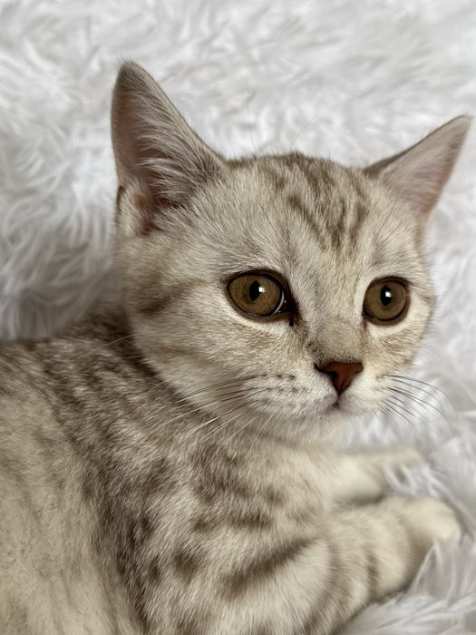 Котик по имени Бэйбик ищет дом