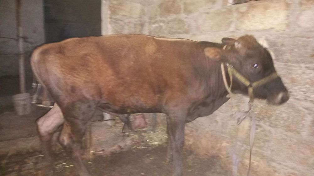 Бычок продам срочно