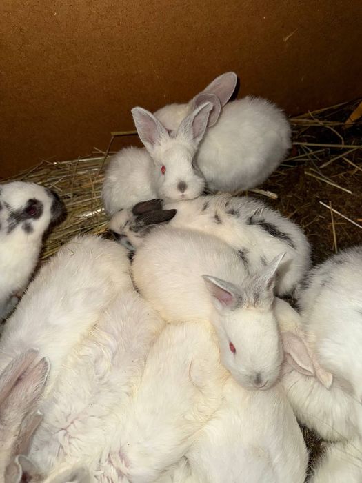 Quyon sotiladi nasli tozza, otasi flandir