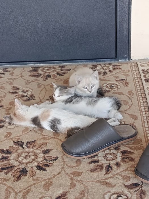 Отдам в добрые руки
