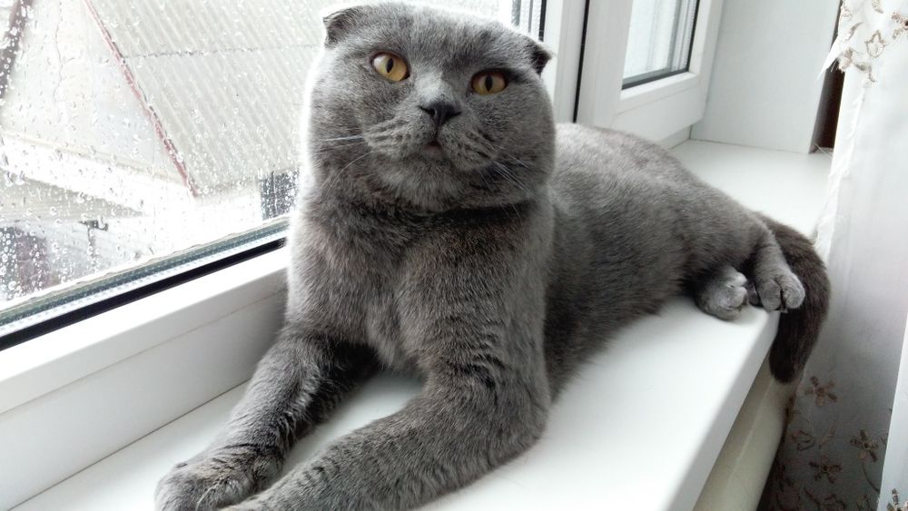 Шотландская вислоухая