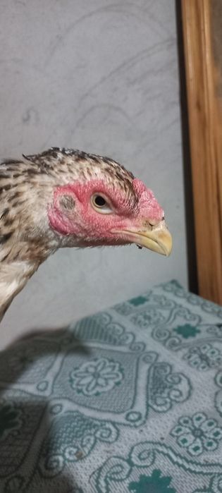 Дакан курочки кореянки,