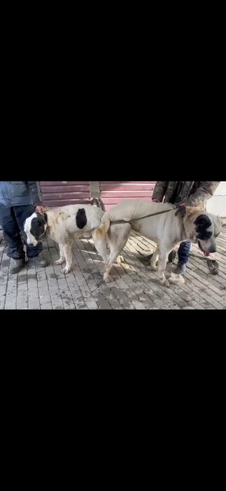 Ит сатылады 100000