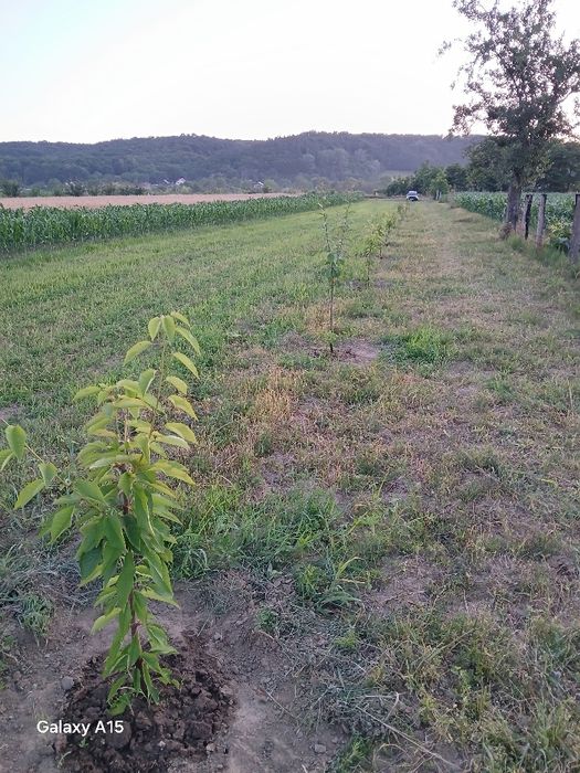 Vând teren intravilan Mărăcineni Argeselu 2500.m2